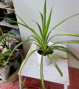 Pack 2 🌱.Pandanus veitchii &amp; Moses Plants 🌿&amp; Pot