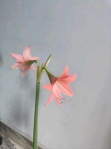 Amaryllis lilly bulb