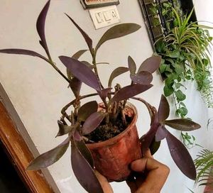 Set 3 Syngonium &amp; Pink Heat &amp; Arrowhead Plants