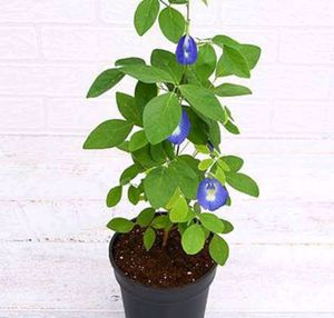 Tulsi and sweet lemon leaves
