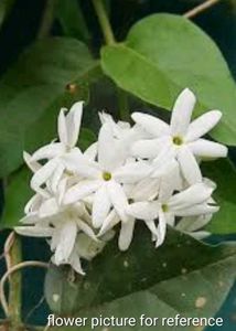 Jasmine Plant (2 saplings of climbing type)