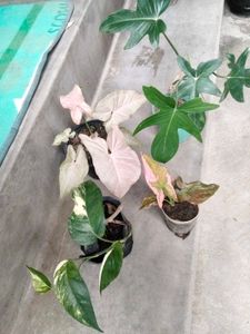Indoor And Varigated Plants Combo