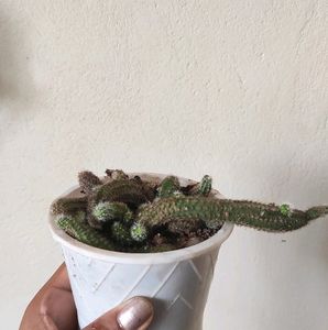 Plants