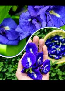 Aprajita Flower Seeds 20 Per Packet