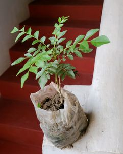 Curry Leaf Plants 🌿