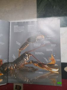 The Visual Encyclopedia Of Everything