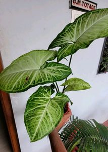 Pack 2 Arrowhead &amp; Plectranthus Nitidus Plans