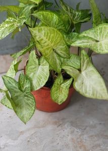 Syngonium Live Plant