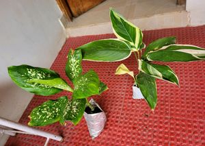 Pack 2 Dieffenbachia Seguine &amp; Ctenanthe pilosa Pl