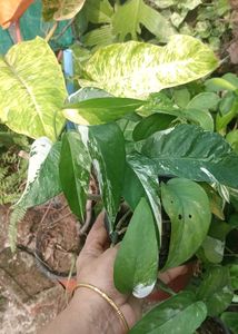 epipremnum pinnatum albo