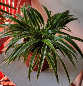 🌴Cordyline Pandanus Veitchii &amp; pot