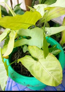 combo of plants