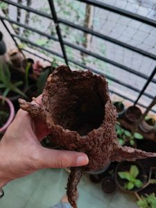 Organic Tree Bark Pen Holder 💚