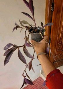 3 Set Pandanus veitchii &amp; Never.. &amp;Purple Heart pl