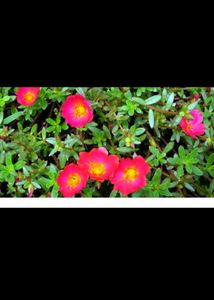 6 Plant combo