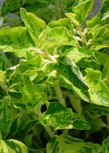 Two Varities Of Devil's Backbone & Mexican Mint