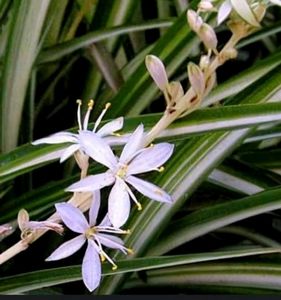 Chlorophytum laxum.🌱plants