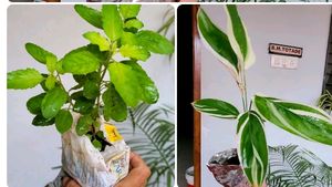Pack 2 Tulsi &amp; Ctenanthe pilosa Plant 🪴