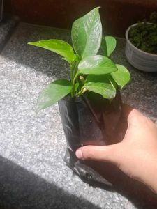 Variegated Real Plants Combo
