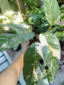 Variegated Combo