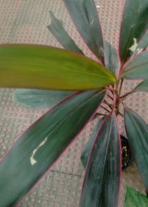 Agmeleies &amp; Dracaena Red Ruby Plant