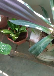 Rooted Rio Plant