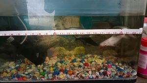 Fish Tank For Ur Beautiful House