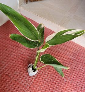 Pack 2🪴Dieffenbachia Seguine,&amp; Nevernever.Plant