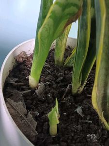 snake plant