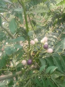 Kitchen Garden Plant