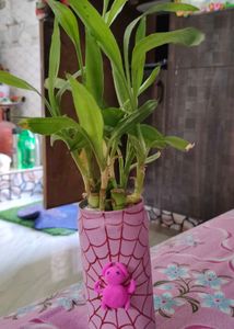 Hand-Painted Spiderweb Planter Pot without plant