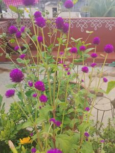 Purple Globe Amaranth Flower seeds