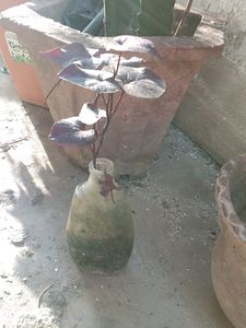 Violet Climbers (Plant Only )