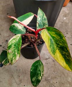 rare strawberry shake philodendron