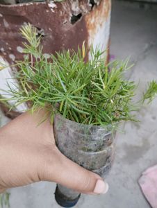5 Rooted Plant