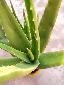COMBO ALOEVERA&amp; SNAKE PLANTS