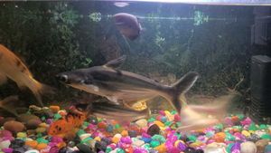 Aquarium Fish
