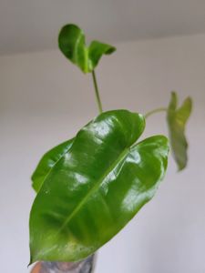 Philodendron Burle Marx [S-M]