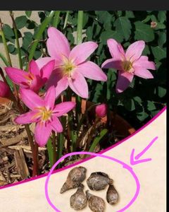 Rain Lily Bulbs