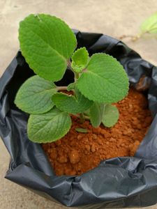 Holy Basil Plant (Tulsi)