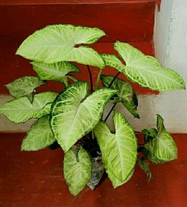 🌵 Set 2 Arrowhead plants,,🌲