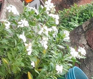 Assorted Potted combo