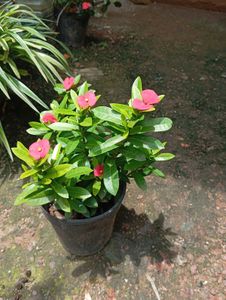 Combo Of 2 Beautiful Plants💚🎀
