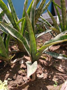 Sansevieria  / snake plan