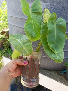 combo of 3 plants