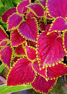 Different Varieties Coleus Live Plants