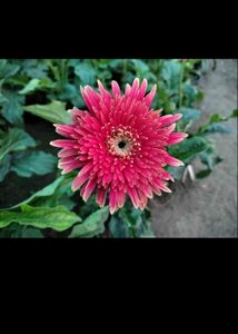 Gerbera