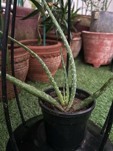 1 Pc Aloe Vera baby Plant In 4" Nursery Pot