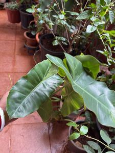 Healthy Green Philodendron Plant