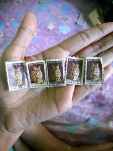 India Year 2000 Rare 5 Stamps Of Leopard Cat